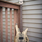 Fodera Monarch M Standard Special Buckeye Burl 2026